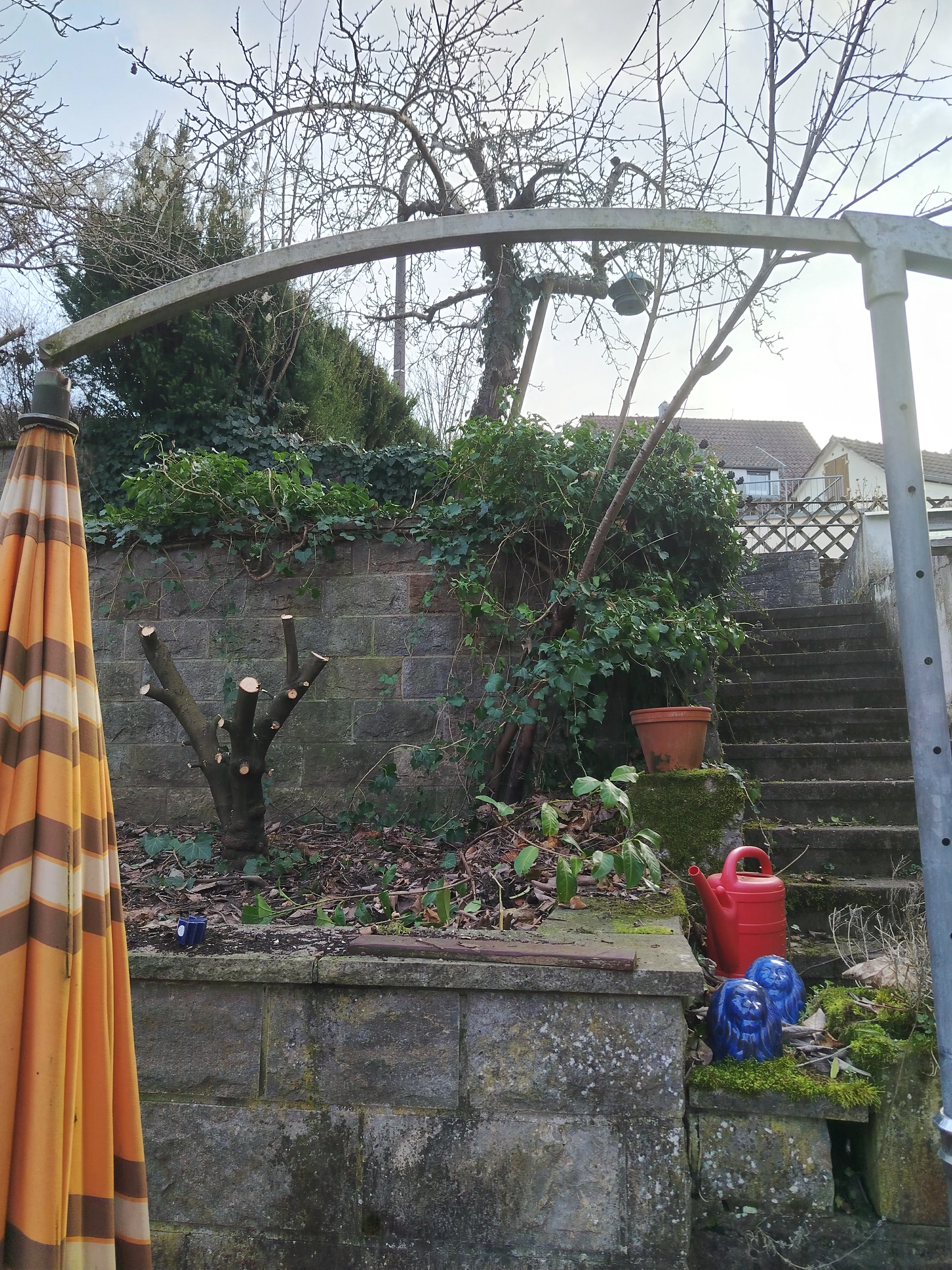 Baum zurückgeschnitten nachher