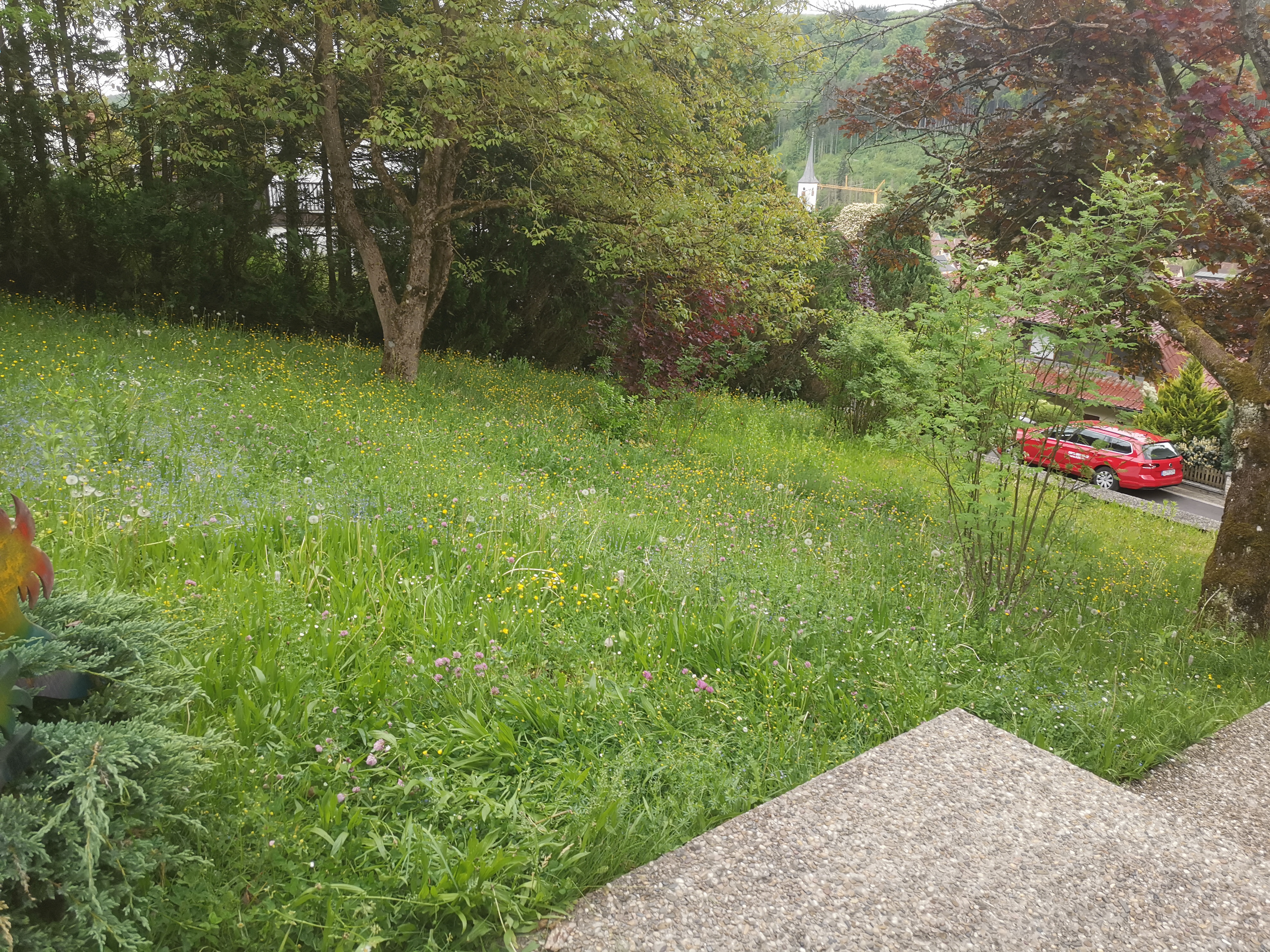 Wiese überwuchert vorher