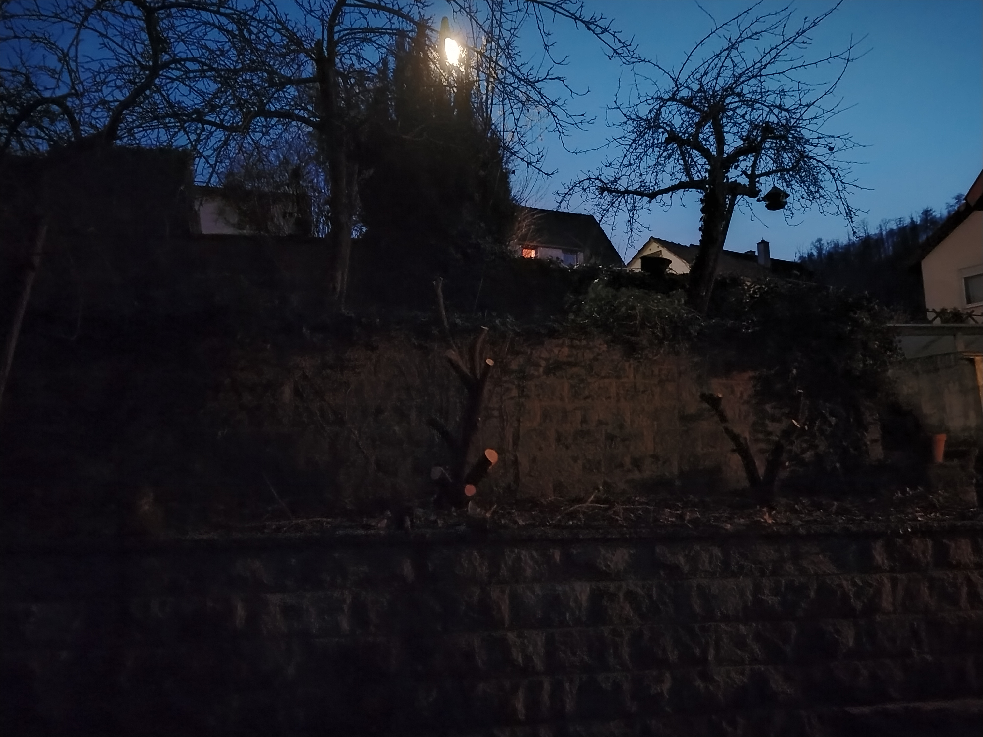 Bäume kürzen