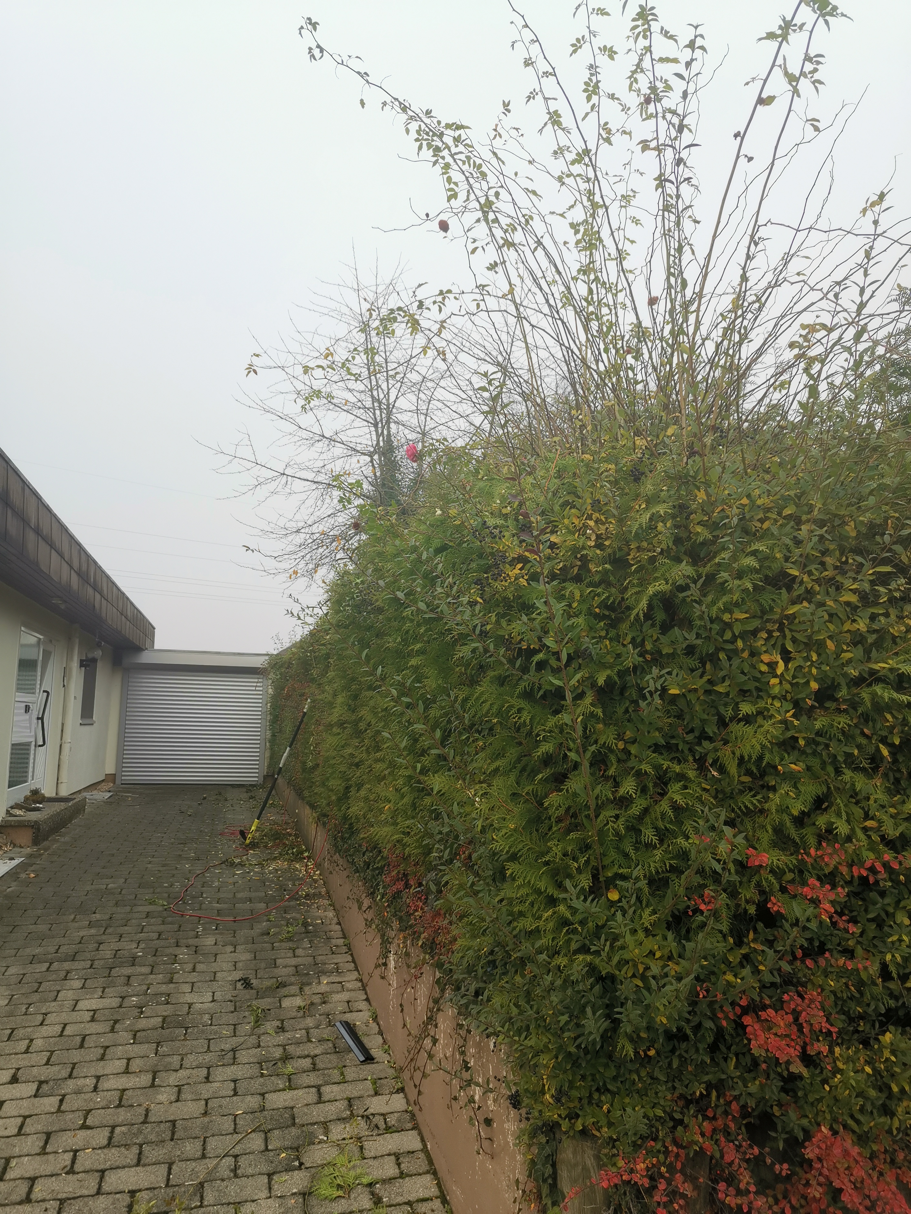 Hecke überwuchert vorher