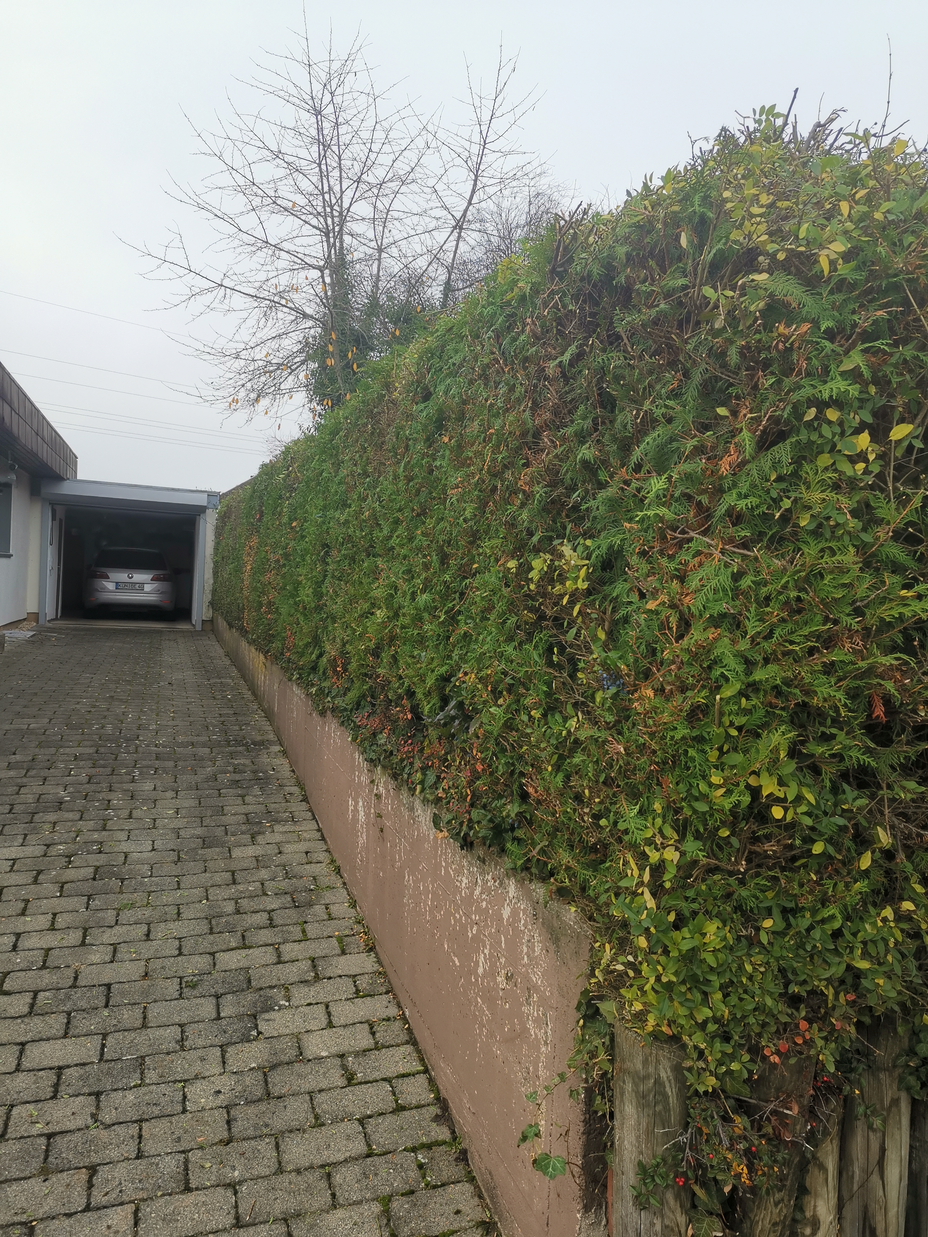 Hecke stutzen