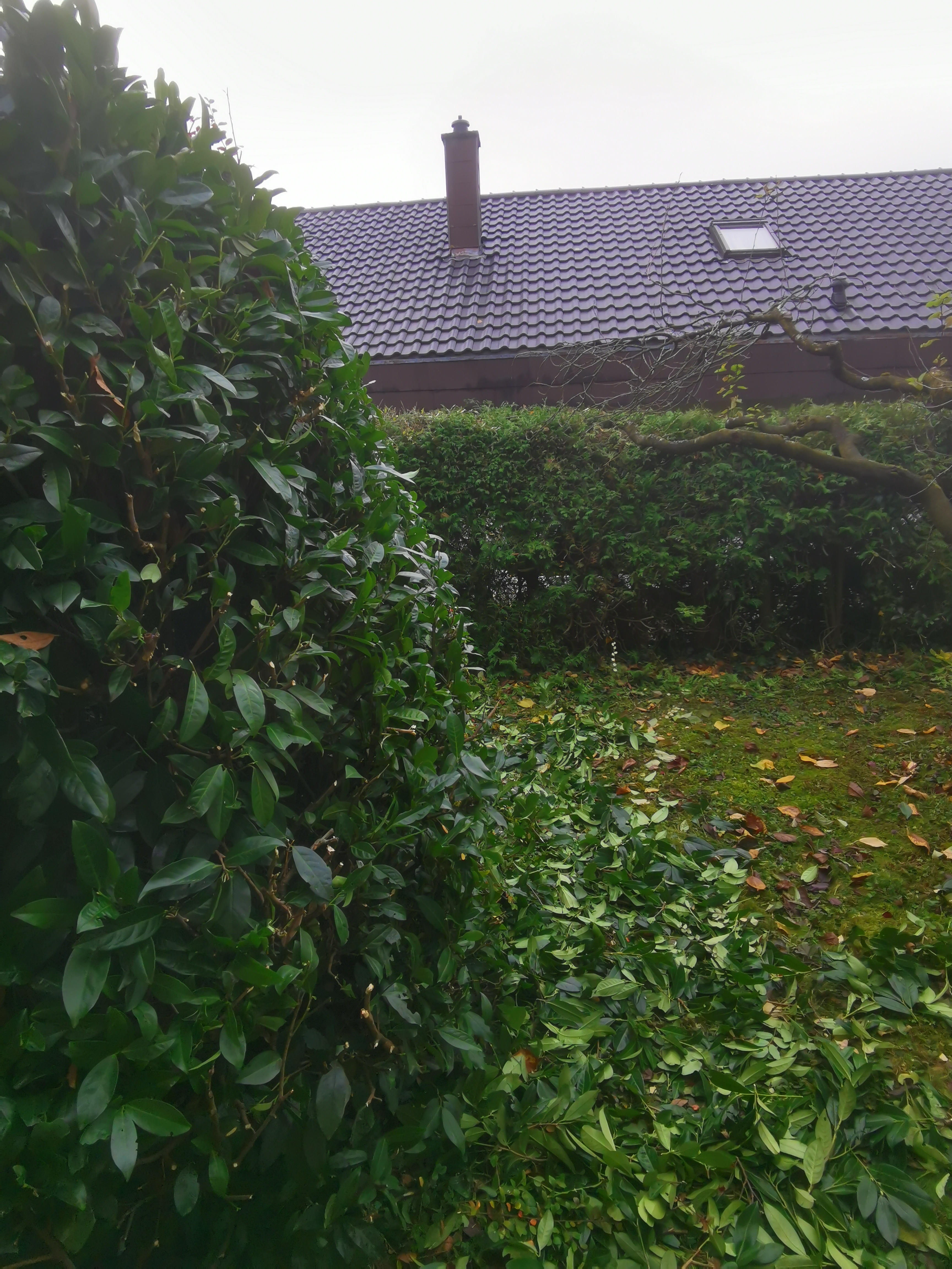 Hecke fertig