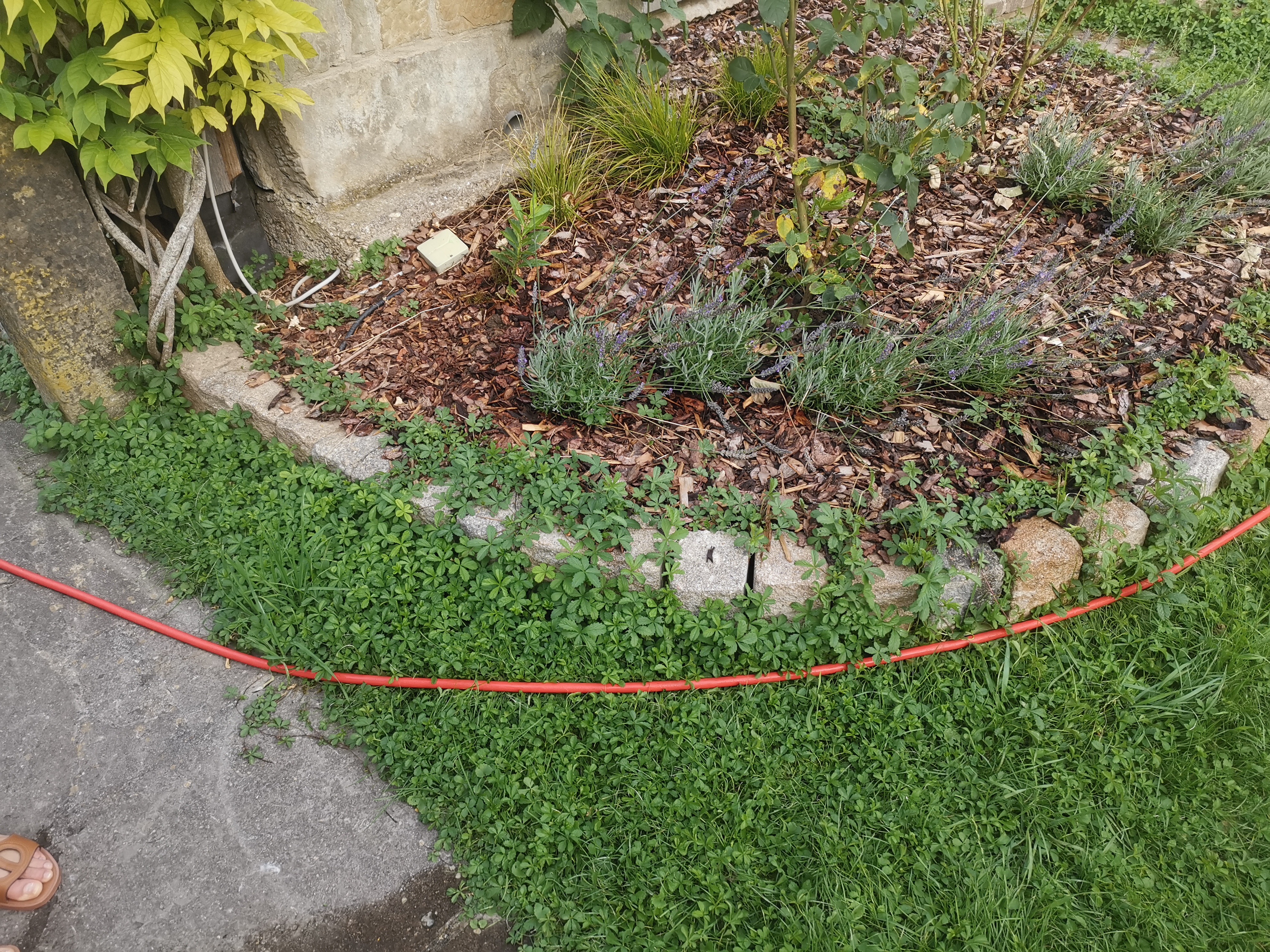 Mähen im Gange