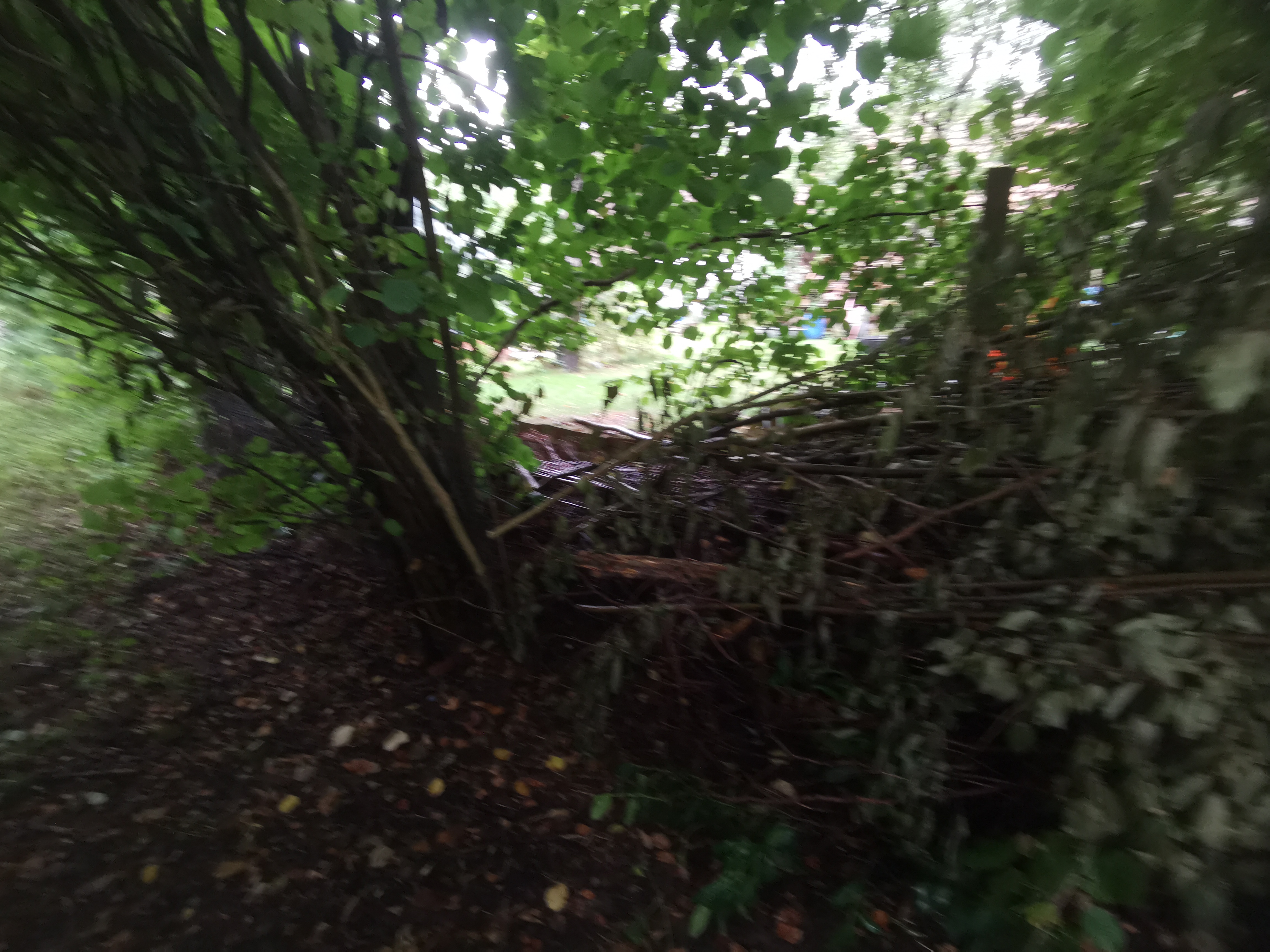 Gartenarbeit Rosen
